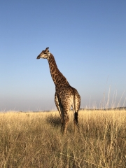 INDALEKO AFRICA