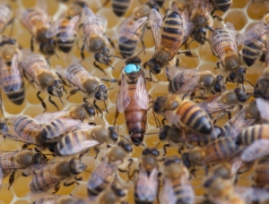 APIHAPPY